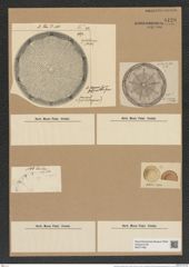 Aulacodiscus oregonus Hard. et Bail. (de-Toni-Nr.: Genus 182, Species 4530) Zeichnungen Sammlung Grunow Nr. 8120 (NHMW-BOT-W0377469)